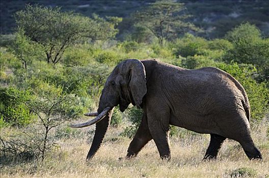 非洲,灌木,大象,非洲象,老人,雄性动物,萨布鲁国家公园,肯尼亚,东非