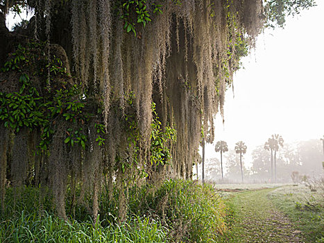 晨光,光亮,苔藓,遮盖,橡树,佛罗里达
