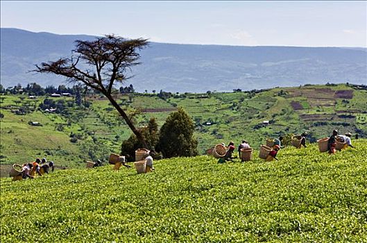 肯尼亚,地区,茶,采摘者,拔,一个,重要