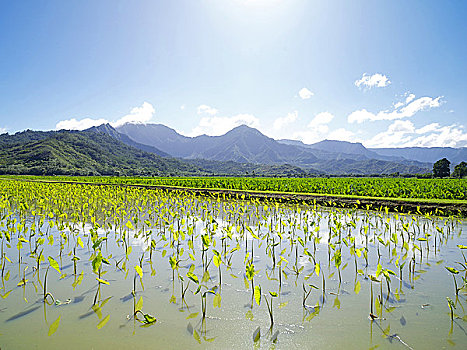 夏威夷,考艾岛,芋头,地点