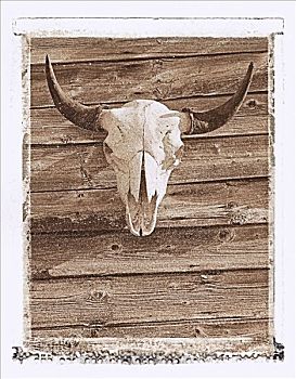 野牛,头骨,谷仓,墙壁,艾伯塔省,加拿大