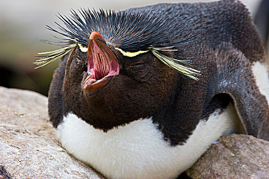南大西洋,福克兰群岛,凤冠企鹅,躺着,鸟窝