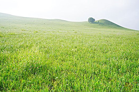 草原,牧场,绿草,旷野,内蒙古