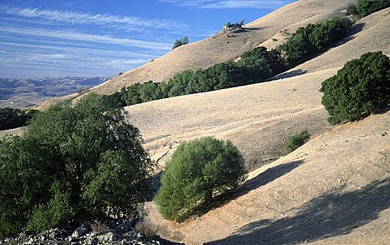 树,山,圣克拉拉,山谷,加利福尼亚,美国