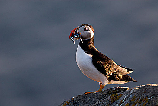 角嘴海雀,北极,设得兰群岛,苏格兰,英国,欧洲