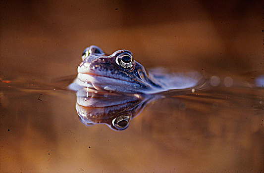 青蛙,水中,特写