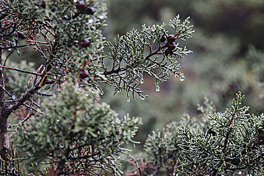 桧属植物,雨,岛屿,福门特拉岛