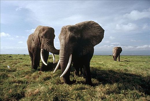 非洲象,三个,大草原,背景,塞伦盖蒂国家公园,坦桑尼亚