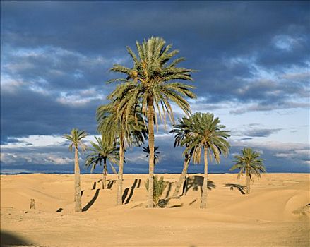 沙漠,杜兹,突尼斯
