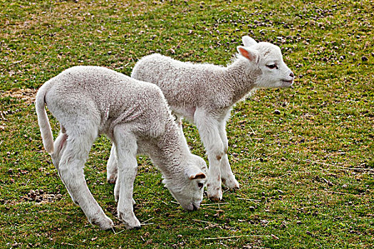 家羊,绵羊,诞生,相似,羊羔,放牧,新西兰