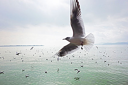 滇池海鸥