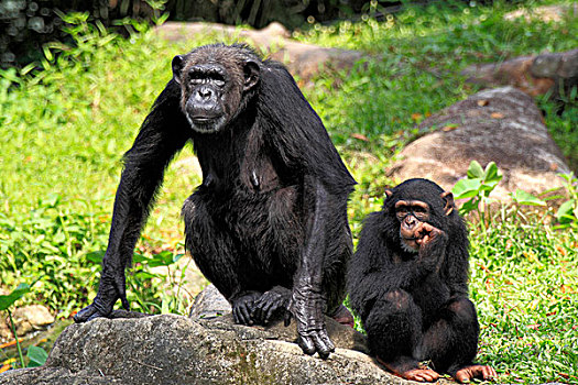 黑猩猩,类人猿,母兽,年轻,新加坡,亚洲