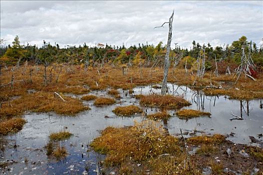 湿地,新斯科舍省,加拿大