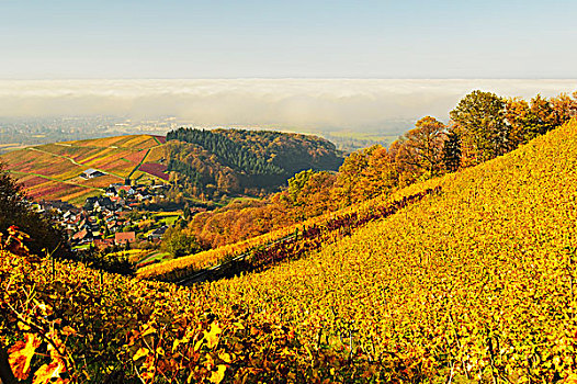 葡萄园,风景,乡村,巴登,葡萄酒,路线,巴登符腾堡,德国