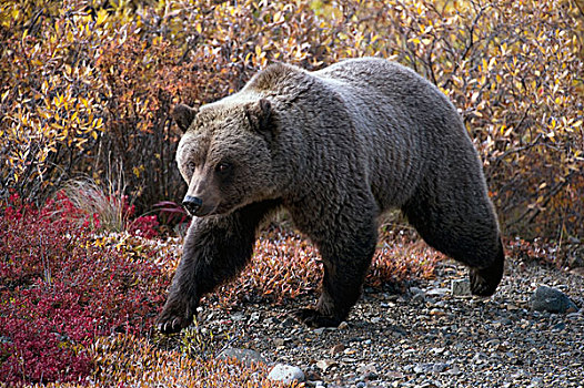 大灰熊,棕熊,阿拉斯加