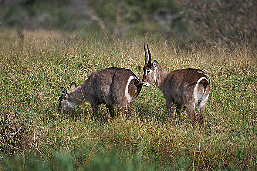 普通,水羚,一对,站立,高草,肯尼亚