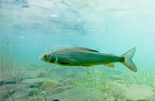 北极,茴鱼,水下,淡水鱼,等待,食物,漂浮