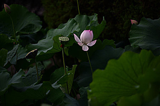 池塘荷花