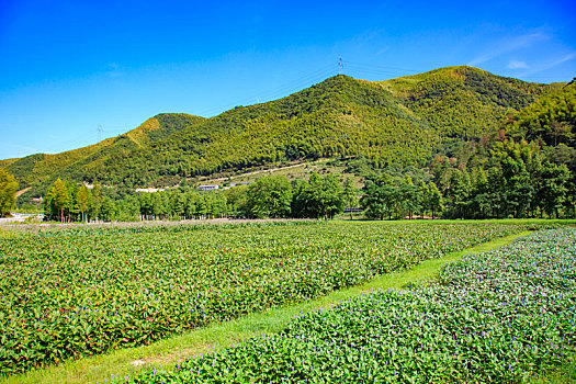 田园,湿地,花,生态,植物,章水镇,夏天,阳光,天空