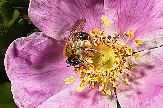 蜜蜂,栖息,玫瑰花,蔷薇果,巴伐利亚,德国,欧洲