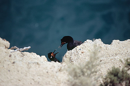 鸟,幼禽,砂岩,悬崖,瓦尔德斯半岛,阿根廷