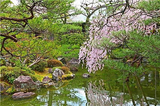 日式庭园,樱花,树