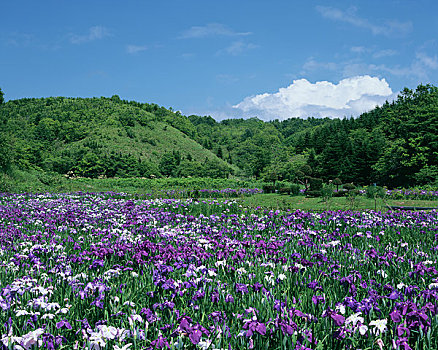 花园,鸢尾