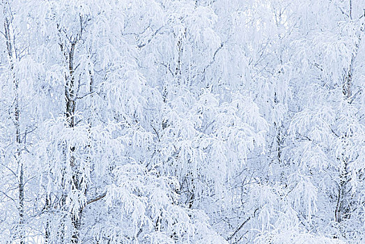 白色,风景,冰冻,树,遮盖,粗厚,白霜,冬季风景