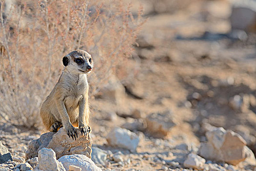 幼兽,猫鼬,坐,石头,平衡,卡拉哈迪大羚羊国家公园,北开普,南非,非洲