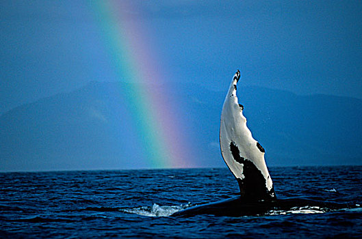 阿拉斯加,通加斯国家森林,驼背鲸,大翅鲸属,拍击,鳍足,彩虹,弗雷德里克湾