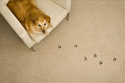 狗,印记,地毯