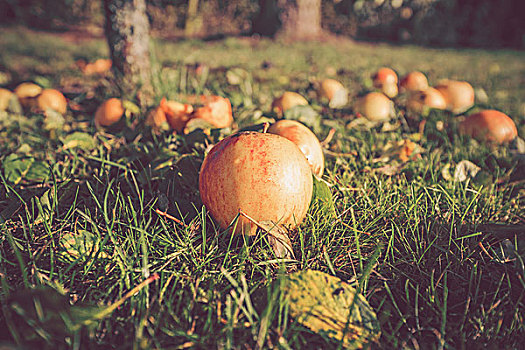 秋天,苹果,地上,花园,下落,黄色,彩色
