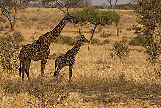 长颈鹿,塔兰吉雷国家公园,坦桑尼亚