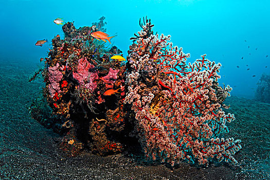 小,珊瑚,多样,种类,海绵,鱼,羽毛,星,迷你,礁石,沙,地面,巴厘岛,海洋,印度尼西亚,印度洋,亚洲