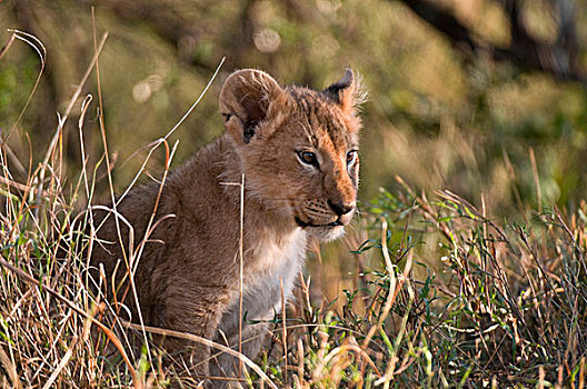 幼狮,狮子,马赛马拉国家保护区,肯尼亚