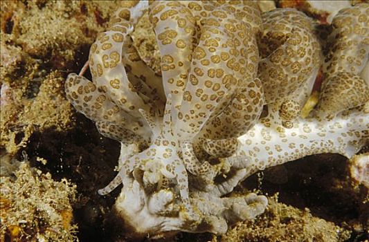 裸鳃类动物,小,生物群,软珊瑚,蓝碧海峡,印度尼西亚