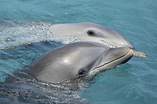 荷属列斯群岛,加勒比海,大西洋瓶鼻海豚,宽吻海豚,海洋