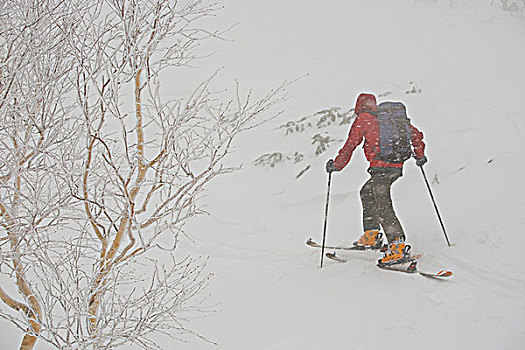 滑雪者,雪,状况,边远地区,北海道,日本