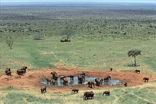 非洲象,牧群,水潭,查沃,国家公园,肯尼亚