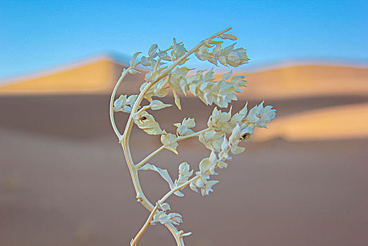 沙漠花