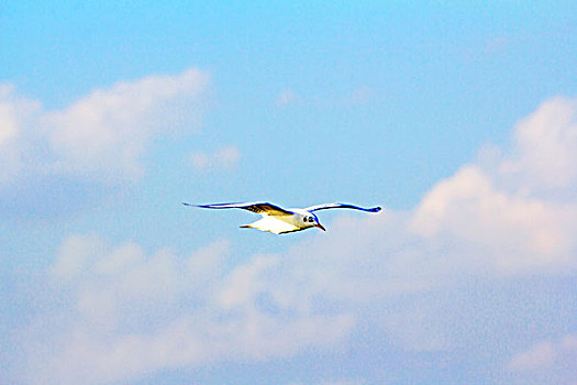 在蓝天白云下飞翔的一只白色的海鸥