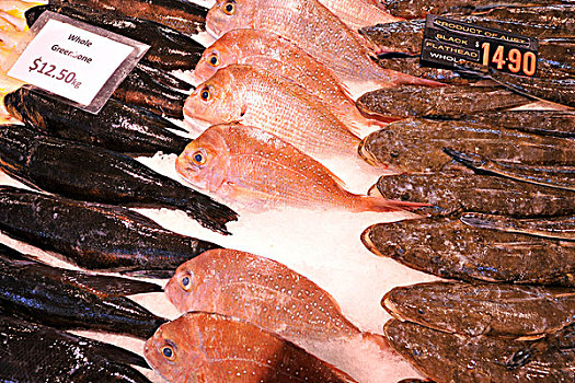 澳大利亚,黑色,鲷鱼,新,西兰岛,溜滑的鱼,悉尼,鱼,市场,新南威尔士