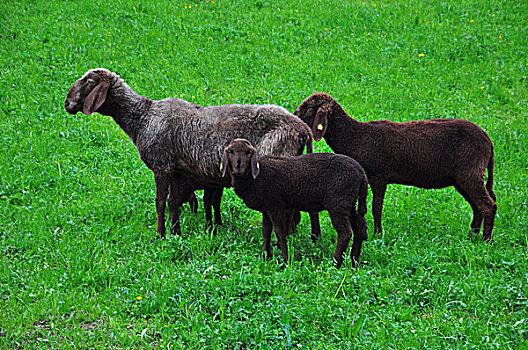 绵羊,草地,褐色