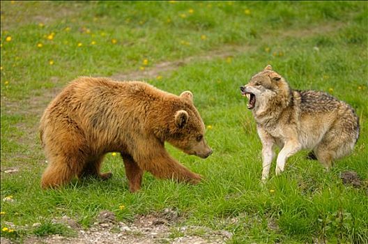 棕熊,狼