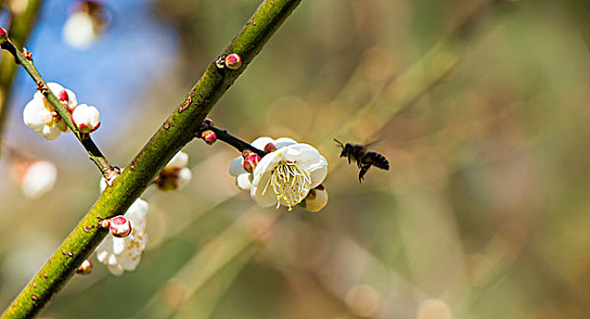 昆明黑龙潭公园冬天下午盛开的梅花