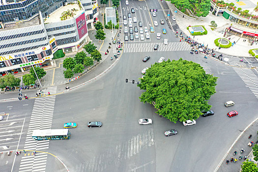 航拍福州八一七中路一棵大榕树矗立十字路口