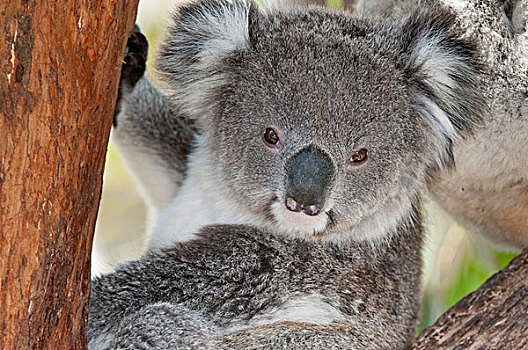 树袋熊,维多利亚,澳大利亚