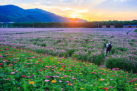 格桑花,波斯菊