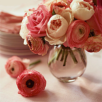 粉色,毛茛属植物,花瓶,正面