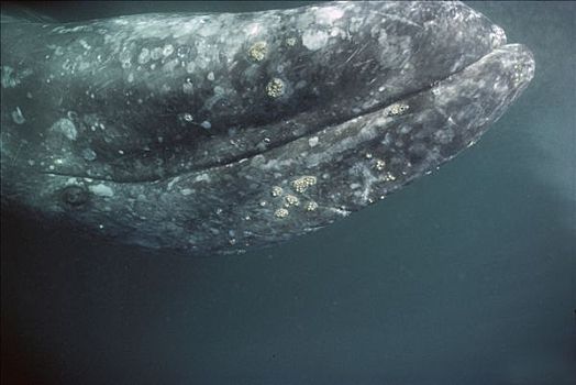 灰鲸,好奇,成年,上方,水下,调查,下面,观鲸,船,北下加利福尼亚州,墨西哥